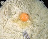 Foto del paso 2 de la receta: Ñoquis de papa