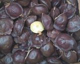 Foto langkah ke 1 dari resep Tumis Jengkol mentah.
