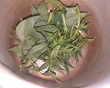 Foto langkah ke 2 dari resep 2020.21 Sayur Asem Bumbu Iris.