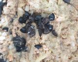 Foto del paso 2 de la receta Berenjena rellenas de atún con quesos y roquefort