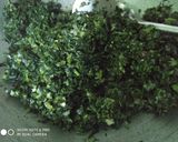 Foto langkah ke 7 dari resep Tumis pucuk ubi daun kencur (daun singkong).
