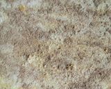 A picture of step 3 of Cinnamon roll.