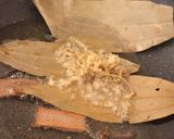 A picture of step 4 of Basanti Pulao/Mishti Pulao.
