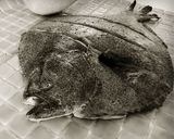 Foto del paso 1 de la receta: Rodaballo salvaje al horno