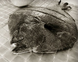 Foto del paso 1 de la receta: Rodaballo salvaje al horno