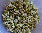 Foto del paso 6 de la receta Brotes de soja (dientes de dragón) caseros