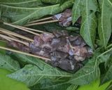 Foto langkah ke 3 dari resep Sate Kambing Bumbu Kacang.
