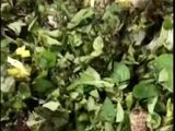 فطاير نعنع اخضر بزيت الزيتون