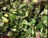 صورة لخطوة 3 من وصفة فطاير نعنع اخضر بزيت الزيتون