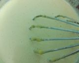 Foto del paso 9 de la receta: Masa de choux (croquembouche)