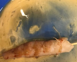 Foto del paso 2 de la receta: Gambones marinados rebozados en panko