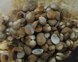 Foto langkah ke 5 dari resep Kerang dara lada hitam.