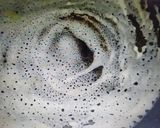 A picture of step 4 of Rice and moong daal dosa.