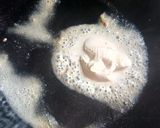 Foto del paso 3 de la receta: Alitas de pollo para niños