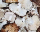 Foto del passaggio 2 della ricetta "Coppetelle al forno con patate al profumo di bosco 🥔🍄🍁🍂🌲🌳
