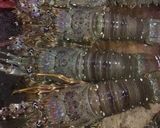 Foto langkah ke 1 dari resep Lobster Saos Mercon dijamin endul dan ndowerrr.