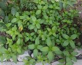 Foto del paso 1 de la receta: Ensalada de pepino con aderezo de yogurt y menta