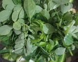 Foto langkah ke 2 dari resep Sayur Bening Daun Kelor.
