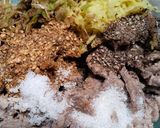 Gambar langkah 1 resipi Daging goreng black pepper.