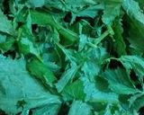A picture of step 1 of Sarson ka saag with bajry ki roti.