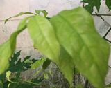 รูปขั้นตอนการทำที่ 1 ของ เหลียงผัดไข่ (อาหารใต้บ้านๆ)