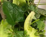 Hình bước làm 1 của món Bún mắm thịt heo nướng