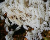 A picture of step 6 of Jain Paneer Pasta.
