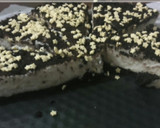 Foto del paso 8 de la receta: Tarta de galletas oreo