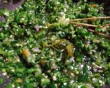 Foto langkah ke 3 dari resep Sambal Awet Cabe Ijo.