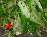 Foto langkah ke 2 dari resep Kangkung Rebon Saus Tiram.