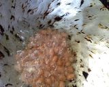 कुरकुरीत नायलॉन साबुदाणा चिवडा (उपवास special) (kurkurit nylon sabudana chivda recipe in marathi) रेसिपी स्टेप 1 फोटो 