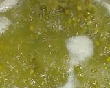 Foto langkah ke 2 dari resep Bubur kacang hijau + Tips.