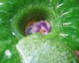 Foto langkah ke 4 dari resep Puding lumut.