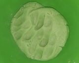 Foto del paso 4 de la receta: Galletas de menta con chispas de Chocolate