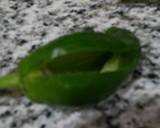 Foto del paso 1 de la receta: Pimientos de padrón rellenos de crema de queso