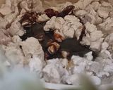 Foto langkah ke 4 dari resep Ayam Jamur Saus Teriyaki (Isian Bakpao atau Roti).
