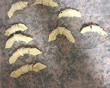 Foto del paso 2 de la receta: Mini croissants de chocolate