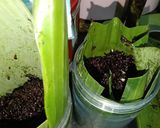 Foto langkah ke 7 dari resep Tape ketan hitam.