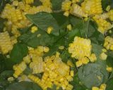 Foto langkah ke 1 dari resep Bakwan Bayam Jagung.