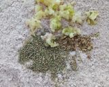 Pas rețetă Pâine neagră cu rozmarin, oregano și usturoi🍞 1 fotografie