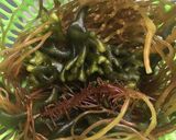 Foto langkah ke 1 dari resep Urap rumput laut.