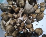 Foto langkah ke 1 dari resep 🍄Jamur Merang krispy🍄.