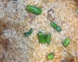 A picture of step 6 of Motton yakni pulao.