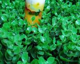 A picture of step 5 of Mango Panna Cotta.