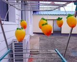Hình bước làm 4 của món Hoshigaki(Hồng khô kiểu Nhật)