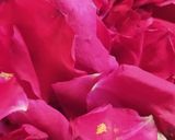 Foto del paso 1 de la receta: Dulce de rosas