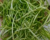 Foto langkah ke 2 dari resep Mie Kangkung.