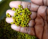 A picture of step 1 of Green gram sundal.