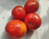 টমেটোর চাটনি(tomato chatni recipe in Bengali) রেসিপির ধাপ 1 ছবি