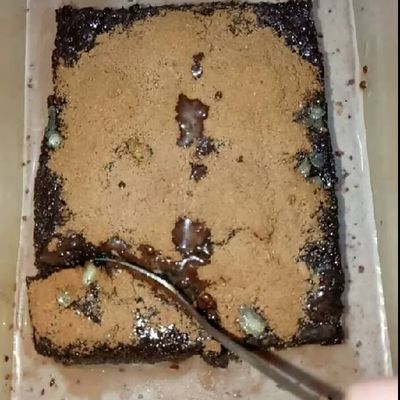 Langkah 10
